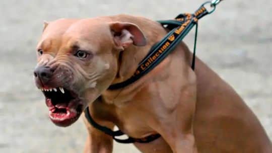 Perros peligrosos: en el Concejo, los opositores presentan proyectos paralelos para prohibirlos