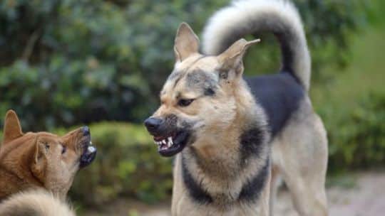 Perros peligrosos: veterinarios consideran una “salida oportunista” a las nuevas leyes