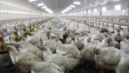 La suspensión de Brasil abre una oportunidad para que Argentina recupere exportaciones avícolas a Europa