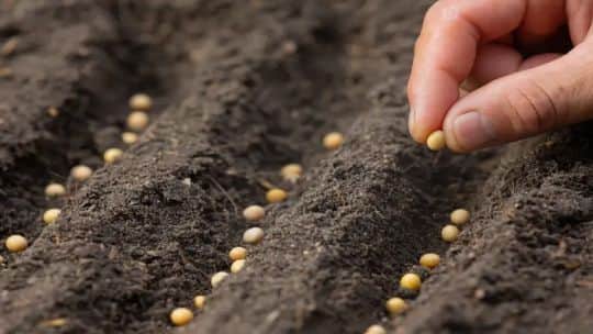 Ley de semillas: desde el sector agropecuario destacaron los avances y pusieron el foco en el uso propio