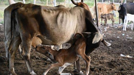 Maíz seco, vacas raquíticas: la sequía de El Niño arrasa los países de Centroamérica