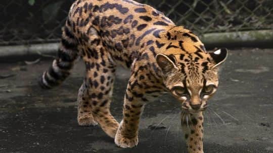 Descubren una nueva especie de gato después de más de un siglo: cómo es el Leopardus tilcayo