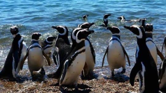 Trasladaron a 40 pingüinos del ex Aquarium de Mar del Plata: cuál es su nuevo hogar