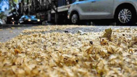 Un nuevo mapa de CABA permite evitar las calles con más plátanos