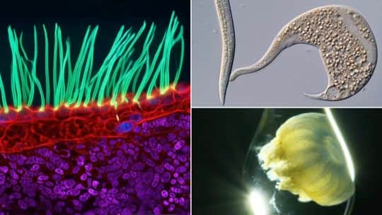 La vida microscópica en imágenes bellas y nítidas, premiada en una famosa competencia científica y fotográfica