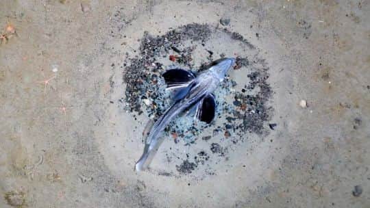 El increíble hallazgo bajo el hielo de la Antártida: detectaron 16 mil nidos de peces de la especie 'Neopagetopsis ionah'