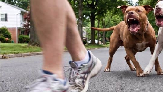 Otro dueño de un perro que atacó a un niño irá a juicio: por qué lo acusan por dolo y no por culpa