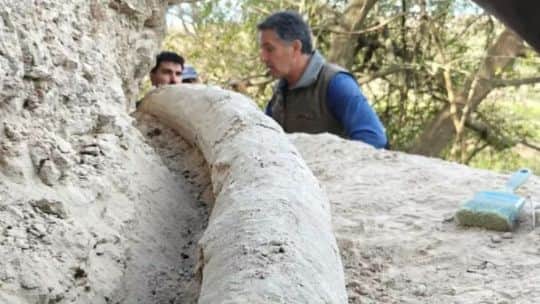 Descubrieron en San Pedro el colmillo completo de mastodonte más largo documentado en Sudamérica