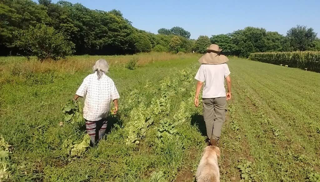 El cinturón verde de Córdoba solo cubre el 21% de la demanda saludable