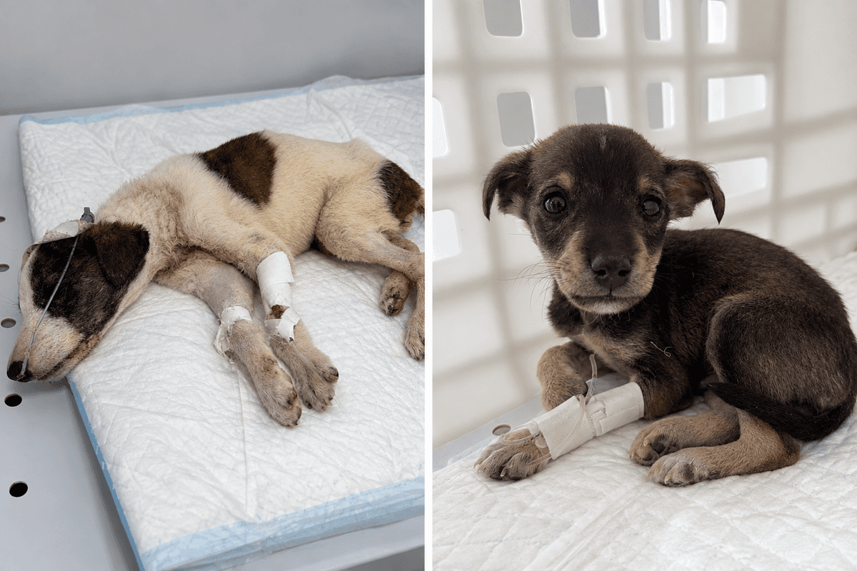 Patitas del Sur frena sus rescates por una deuda de más de $4 millones y pide colaboración