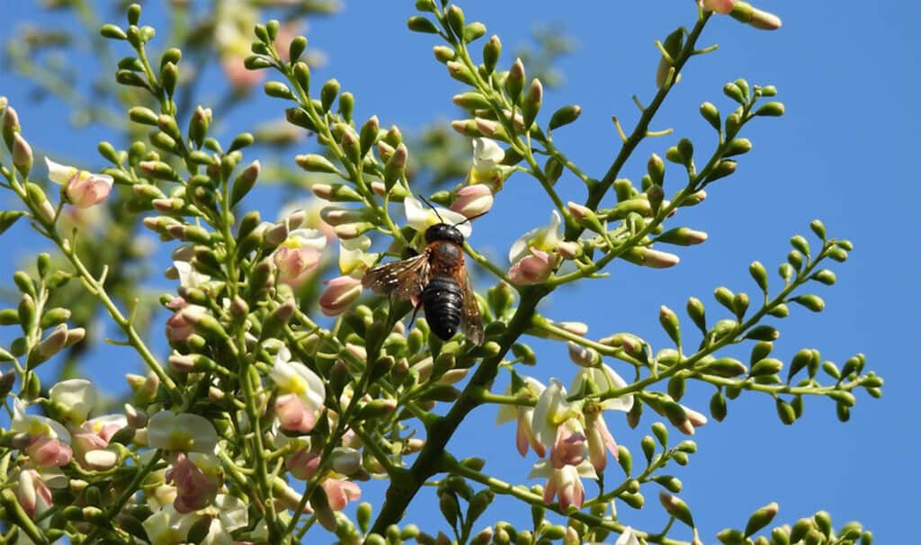 Malditos jardines modernos: el árbol exótico ornamental que está ayudando a expandirse a la primera abeja invasora de Europa
