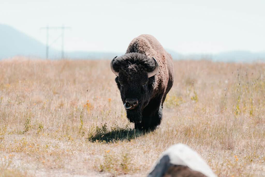 En 2009, 23 bisontes llegaron a México metidos en un camión. Hoy son más de 500 y tienen la calve para salvar un tesoro natural "a punto" de colapsar