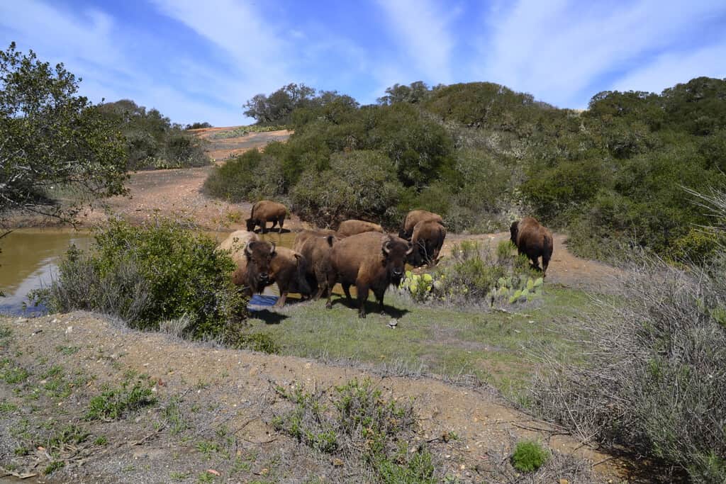 Un magnate del chicle se quedó con los 14 bisontes que Hollywood olvidó en una isla de California. Santa Catalina aún no se ha recuperado