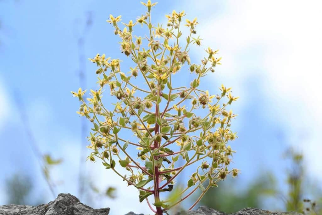 Darwin murió sin poder demostrarlo. 150 años después, la ciencia acaba de darle la razón con una planta carnívora