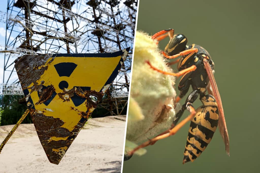 Si España cree que las velutinas son un problema es porque no sabe qué ha encontrado EEUU: avispas radiactivas
