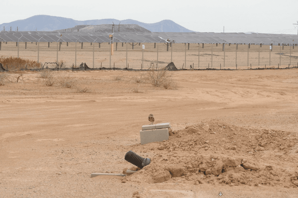 La energía solar no siempre es enemiga de la naturaleza: estos búhos han encontrado un hogar entre miles de paneles