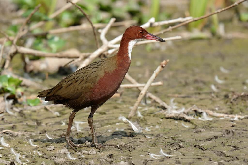 El pájaro que se extinguió por un cataclismo y la evolución decidió "fabricar" de nuevo milenios después