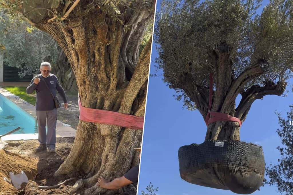 "Es extraordinario, no se hace todos los días": mueven un olivo de 500 años y 6.000 kilos para plantarlo en un jardín particular