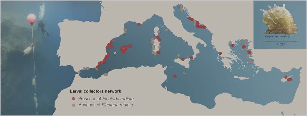 Esta ostra tropical fue la primera especie invasora del Mediterráneo. 150 años después, está colonizando España