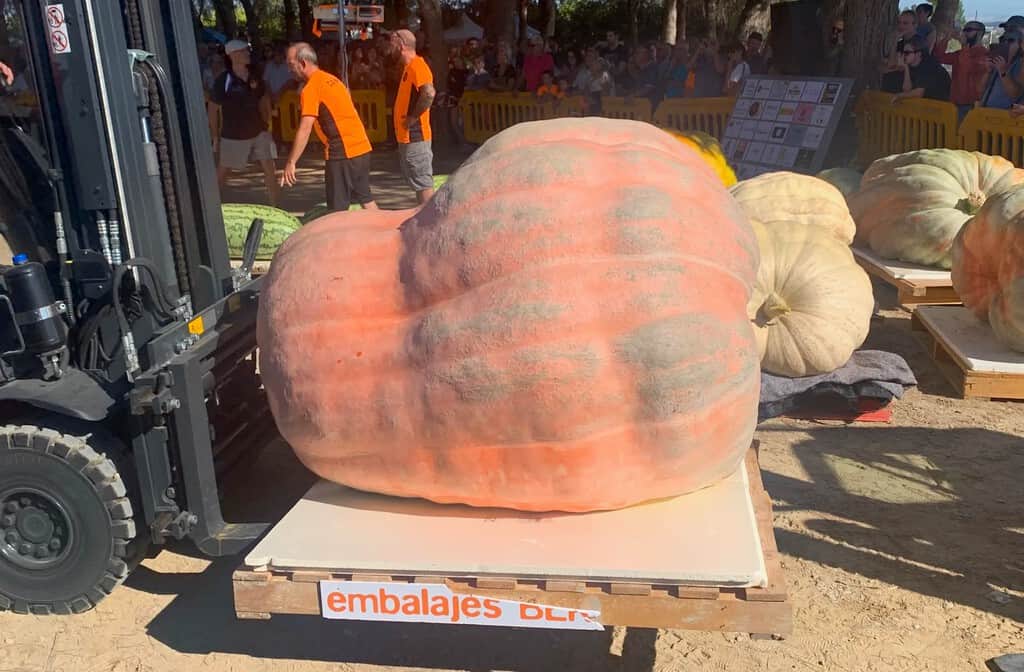 En Navarra hay un agricultor obsesionado con las calabazas gigantes: el año pasado cultivó una de 1.187 kilos y este año vuelve a ganar