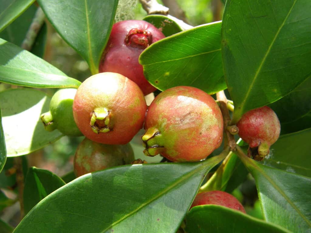 Lo plantaron en 1825 como alimento: 200 años después, se ha convertido en un árbol invasor que se combate con drones e insectos