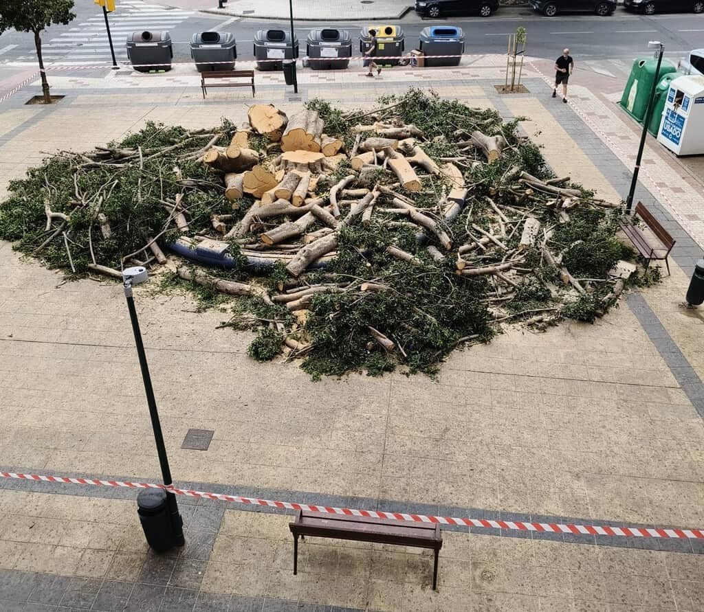 "Se ha hecho lo que se tenía que hacer": el alcalde de Málaga defiende la tala del árbol centenario que todo el barrio quería salvar