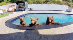 Compartimos casa con una familia de osos que se baña varios días a la semana en nuestra piscina