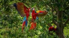 Por qué las guacamayas rojas dejan morir a sus crías y cómo una científica peruana intenta salvarlas