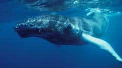 "Nadie había escuchado nada parecido": el extraordinario momento en que el mundo se dio cuenta de que las ballenas cantan