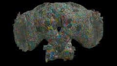 Cómo el cerebro de las moscas puede ofrecer pistas sobre el comportamiento de los seres humanos
