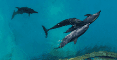 Las penosas condiciones en las que viven 9 delfines que quedaron enfermos en un parque acuático clausurado en Cancún