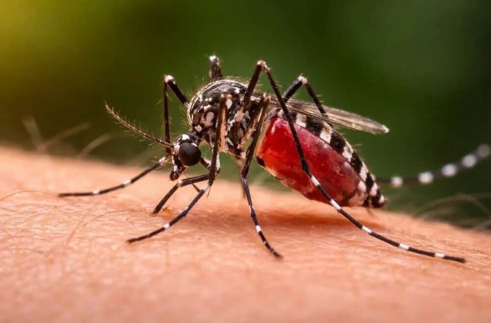 El Niño aumenta el riesgo de dengue y el Gobierno ya prepara stock de repelentes para el verano