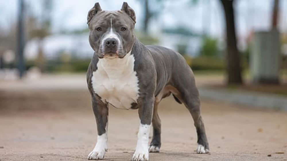 Cuesta Blanca reforzó las normas para circular con perros potencialmente peligrosos