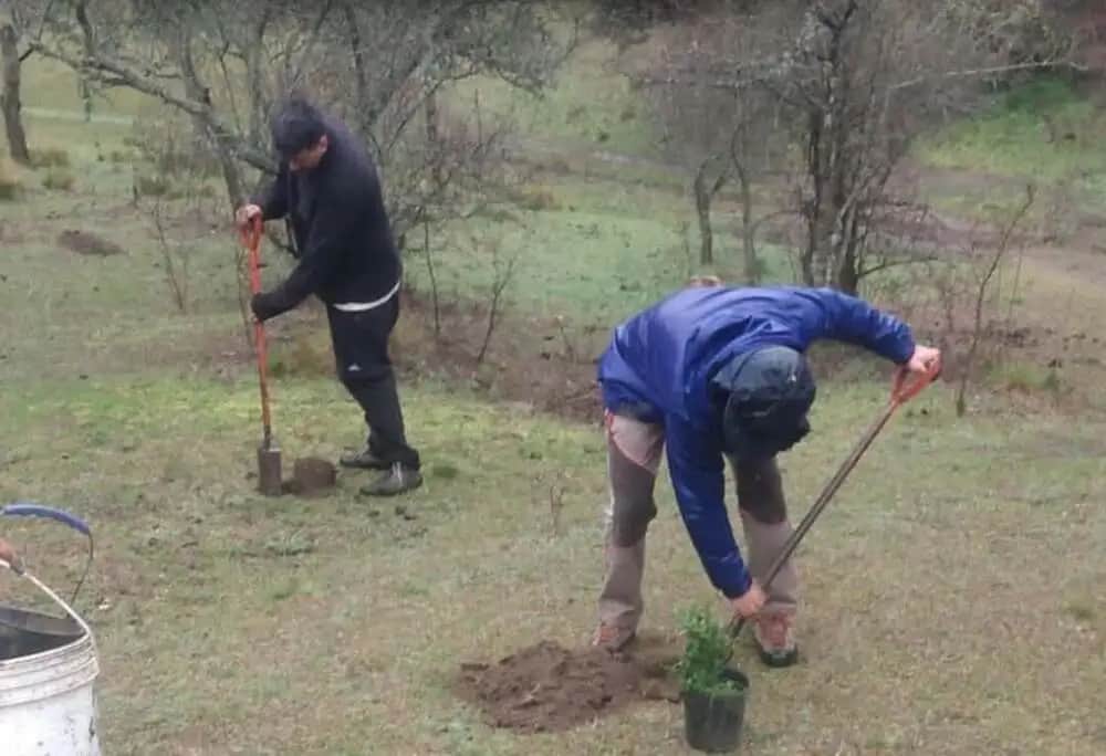 Una vecina plantó más de 40 especies nativas en un área protegida de Cuesta Blanca
