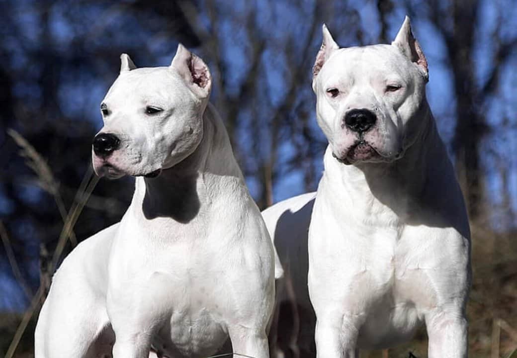 Conmoción en Córdoba: dos dogos atacaron a una nena de dos años y está en estado crítico