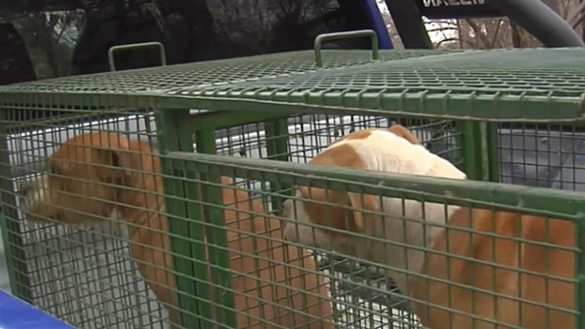 Córdoba: tras una ola de ataques, una concejal reclamó la emergencia en sanidad animal