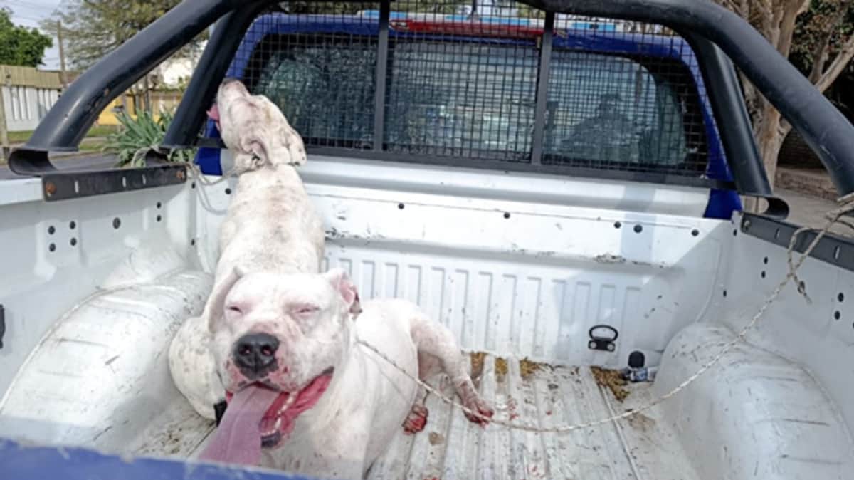 Atrapan a dogos sueltos en Córdoba: temor entre los vecinos al verles sangre en el hocico