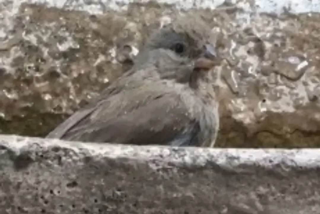 Ambientalistas destacan un nuevo avistaje en Córdoba del espiguero pardo
