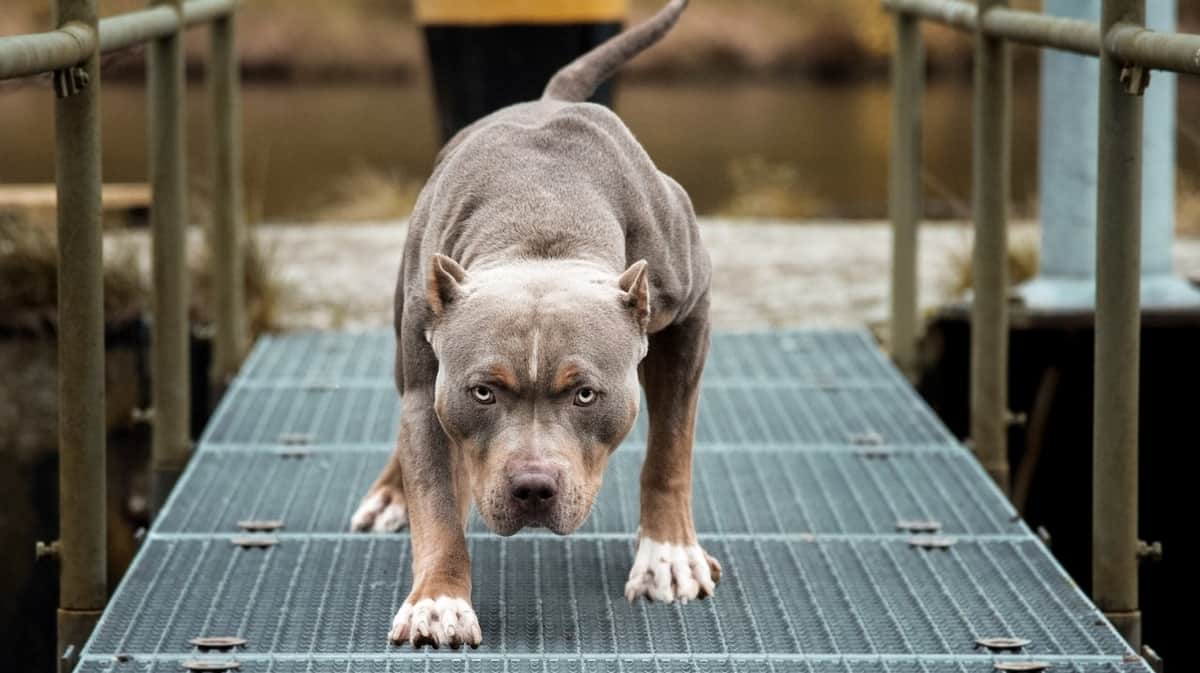 Caso Bastián Tissera: elevan a juicio al dueño de los perros que atacaron al niño