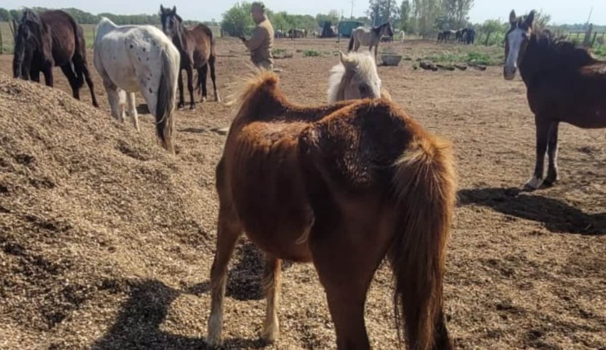 Allanan una finca y rescatan más de 20 caballos en Córdoba