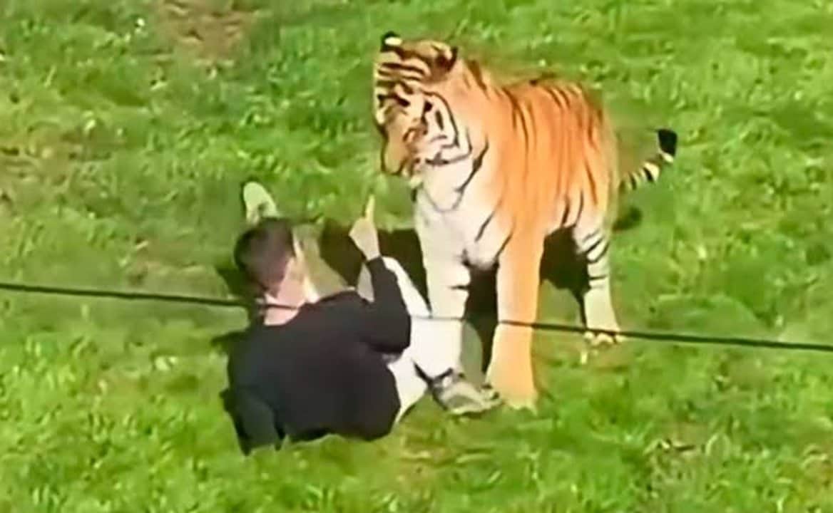 Un hombre murió tras el ataque de tigres en un zoológico de Inglaterra