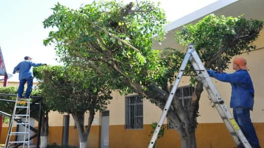 Poda de árboles: Hasta cuándo se puede hacer y cómo pedir el permiso