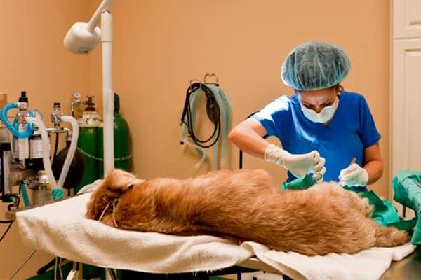 Cómo funcionará el nuevo operativo de castración de la CAM