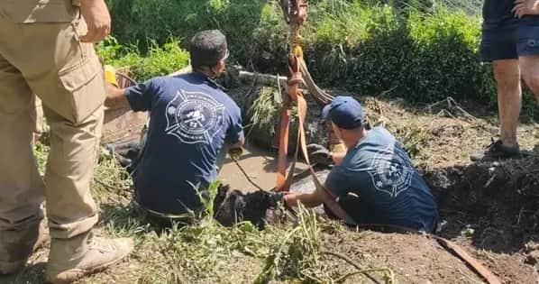 Tanti: Bomberos y policía rescataron a caballo de un pozo negro