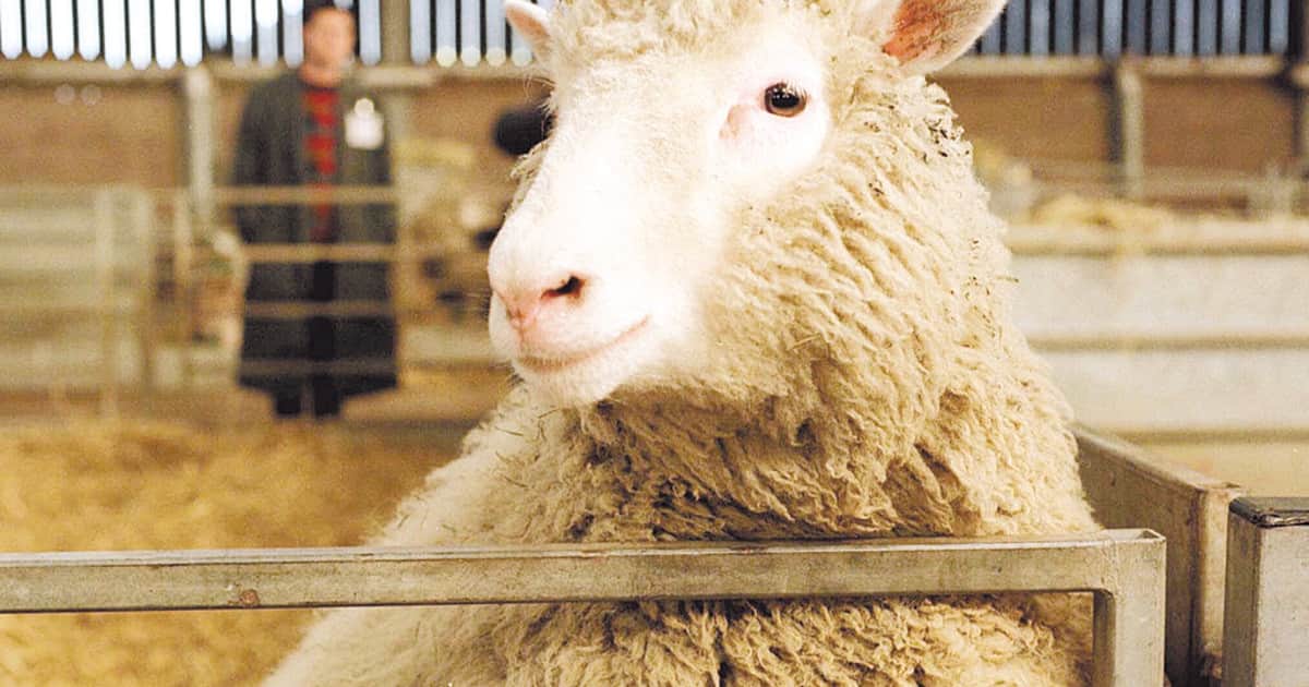 A 30 años de la oveja dolly: de la clonación a la vitrina del museo