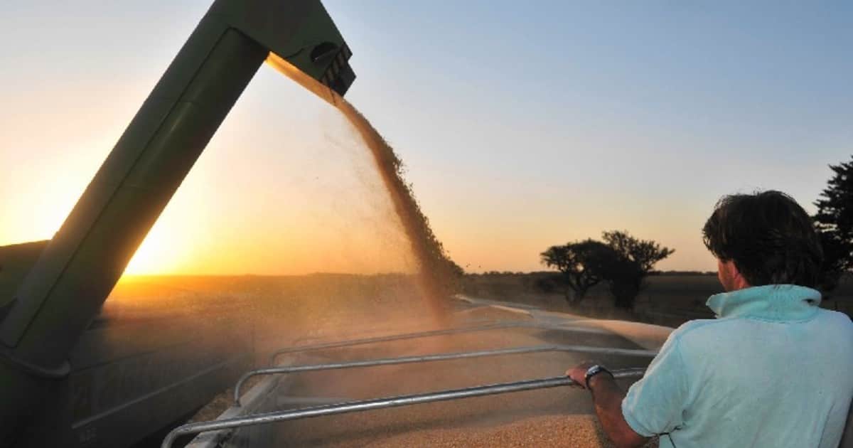 Argentina va por una nueva cosecha récord: estiman que la campaña 2026/27 alcanzará 157,8 millones de toneladas y generará exportaciones por US$ 41.500 millones