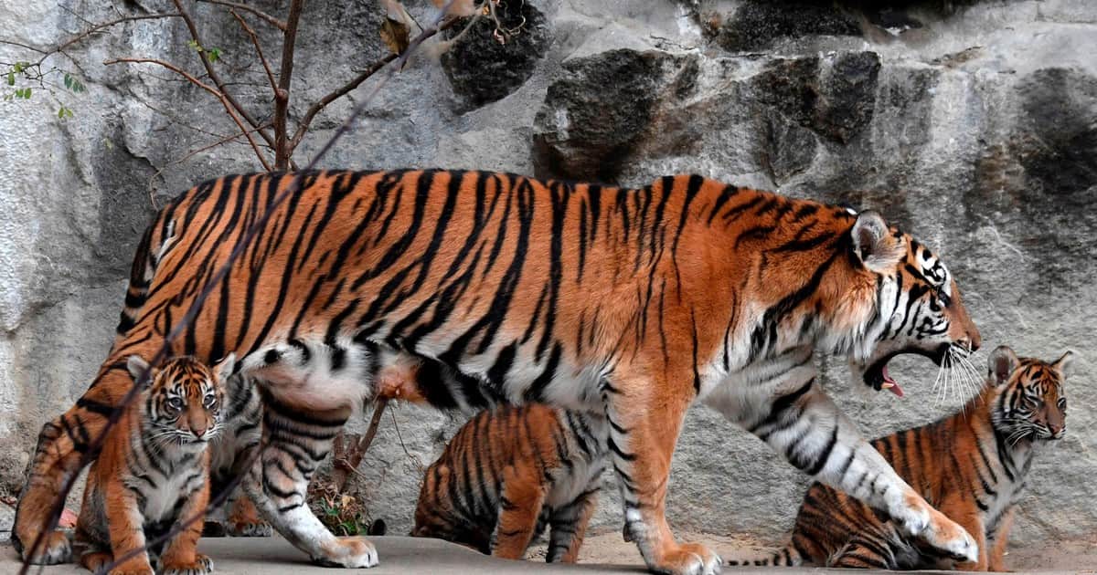 Vive en una isla y está en peligro crítico de extinción: así es el tigre más pequeño del mundo