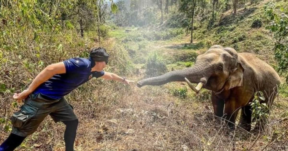 Un elefante reconoció y saludó al veterinario que le salvó la vida 12 años antes
