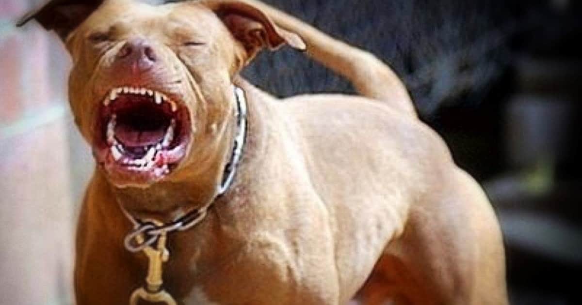 Un pitbull atacó a una nena de 2 años: está en terapia intensiva con graves fracturas en la cara