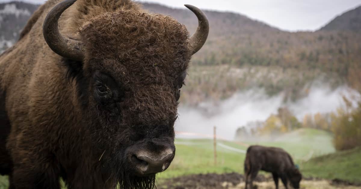 En 1924, Hollywood llevó 14 bisontes a la isla Catalina para una película; cuando el equipo de filmación se fue, los animales se quedaron y finalmente se multiplicaron hasta superar los 500